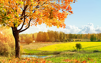 Managing and Promoting Your Reiki Business Online