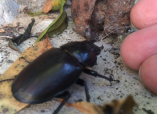 beetle