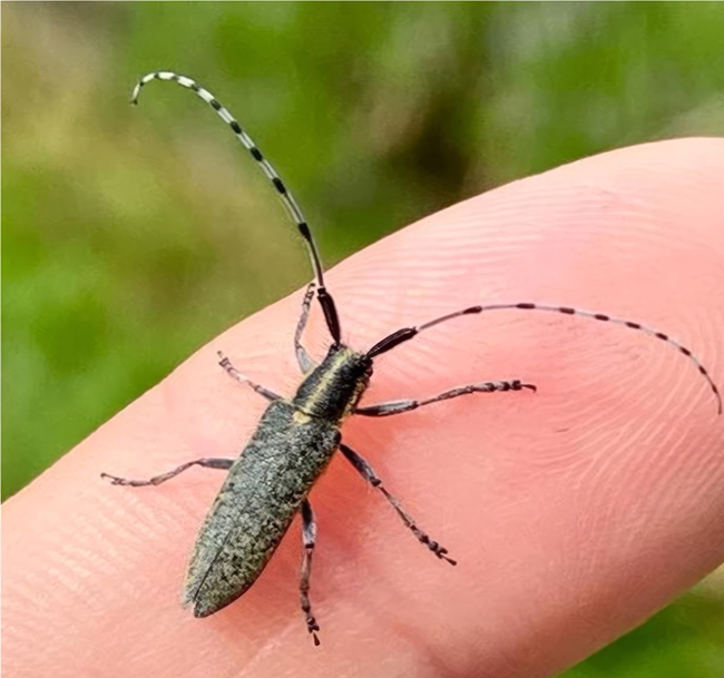 insect